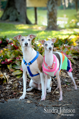 Pet Photos